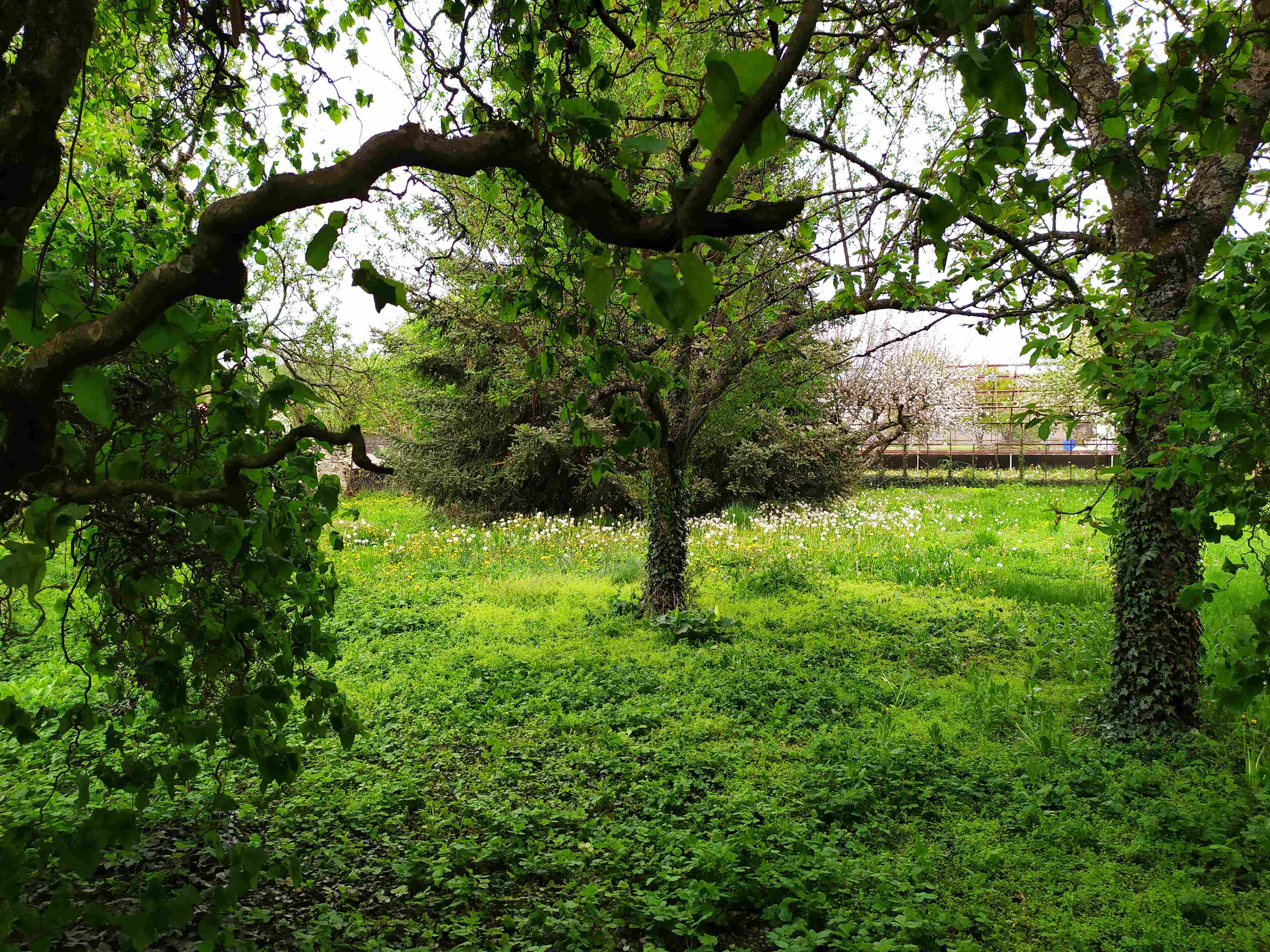 Sous les arbres